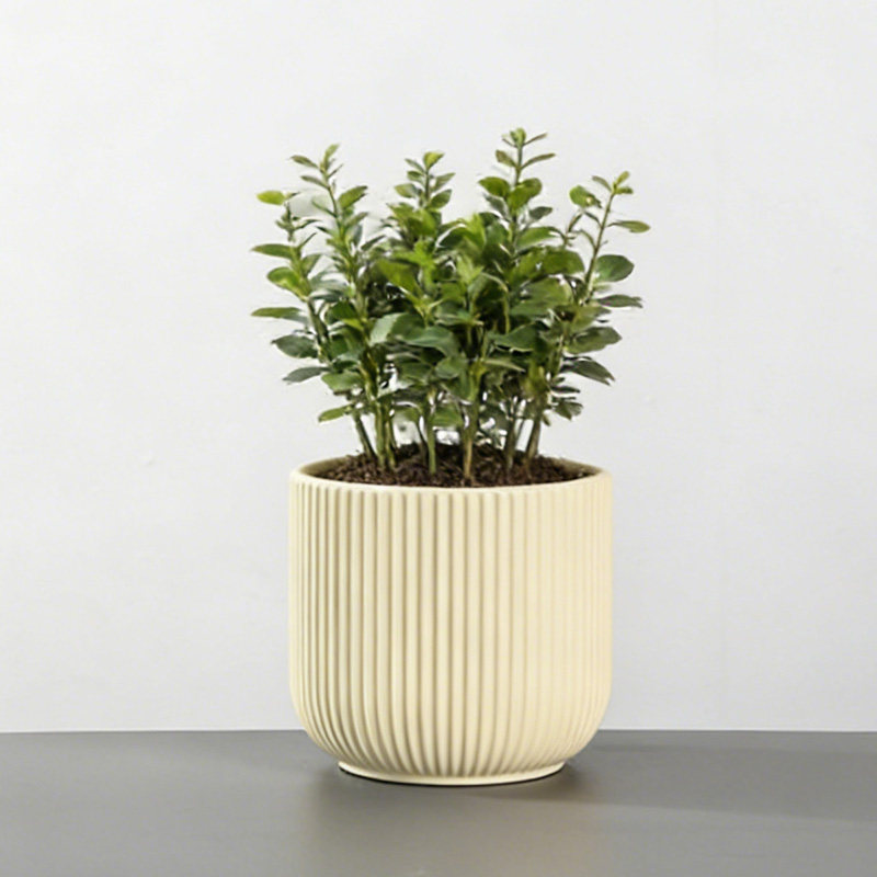 奶黄色竖纹陶瓷花盆北欧ins风桌面绿植多肉种植盆器,鲜花速递/花卉仿真/绿植园艺,花盆,淘宝优惠券,粉丝福利购,淘宝优惠卷