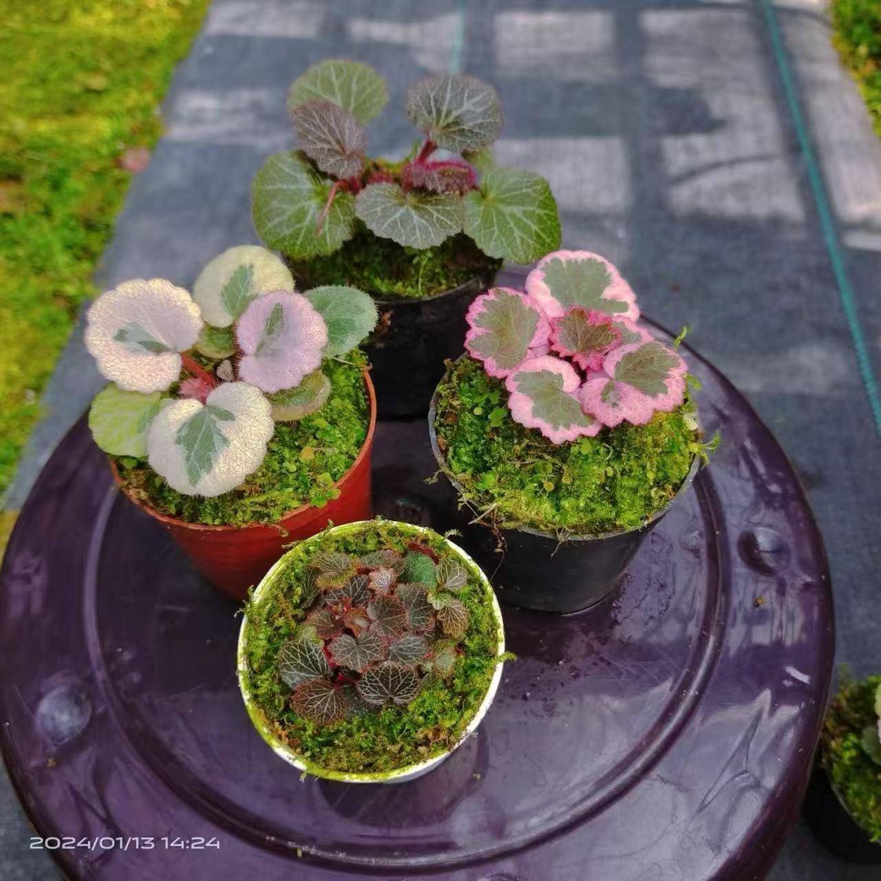 精品日本山野草虎耳草七变化御所车姬虎耳菖蒲室内桌面迷你小盆栽