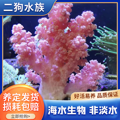 红水桃花软体珊瑚海鸡冠珊瑚水桃花LPS海水生物活体小丑鱼活体