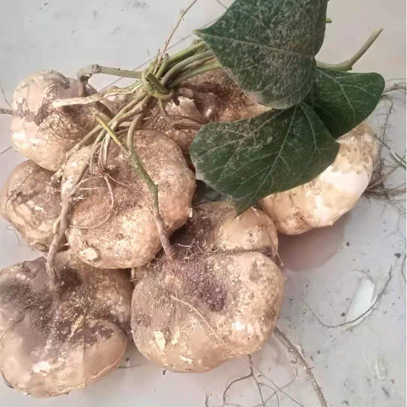 凉薯新鲜现挖3斤农家菜沙葛四川豆薯新鲜水果蔬菜包邮5斤白地瓜