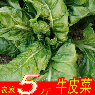 牛皮菜新鲜根达菜农家自种5斤厚皮菜甜菠菜重庆应季蔬菜4斤瓢儿菜