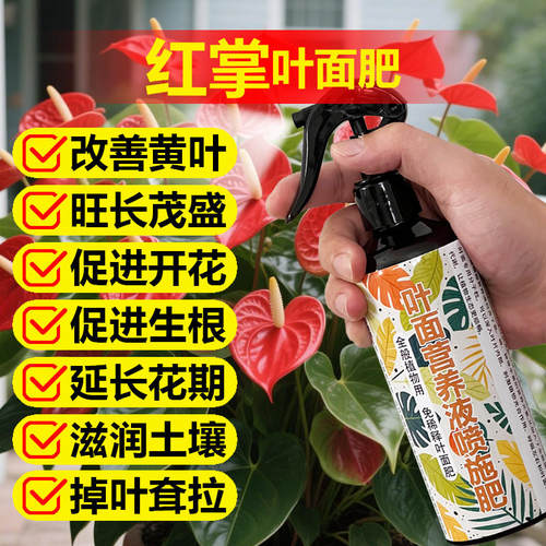 红掌专用肥料水培盆栽营养液养护绿植物边缘干枯发黑焦边斑叶肥料