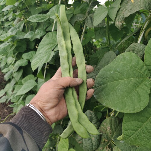 新鲜蔬菜翠玉扁豆角现摘现发农家露天应季蔬菜