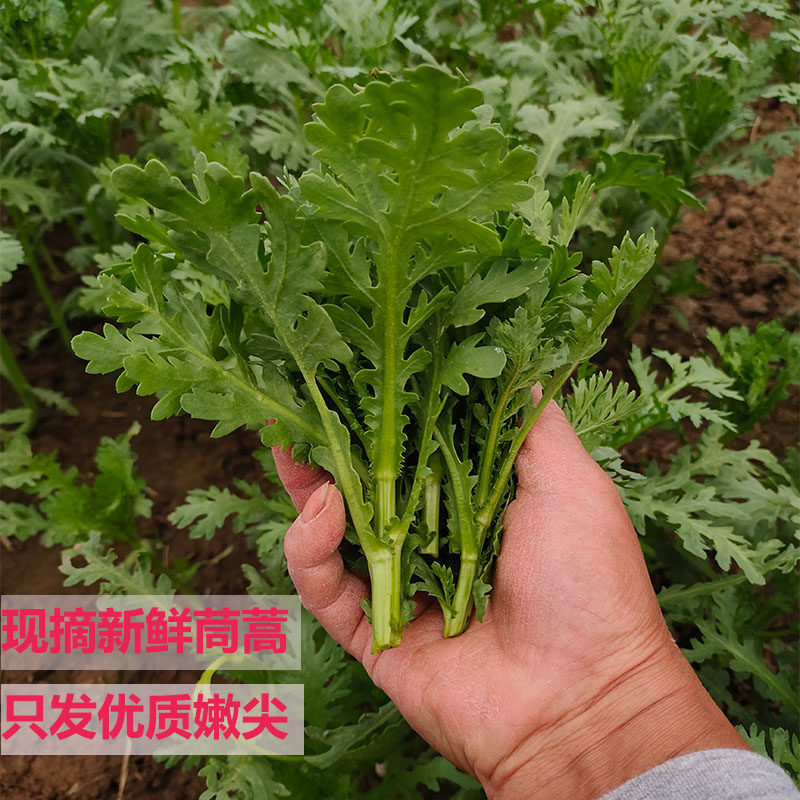 新鲜茼蒿菜农家露天种植花叶茼蒿应季蔬菜蓬蒿叶菜时令火锅菜