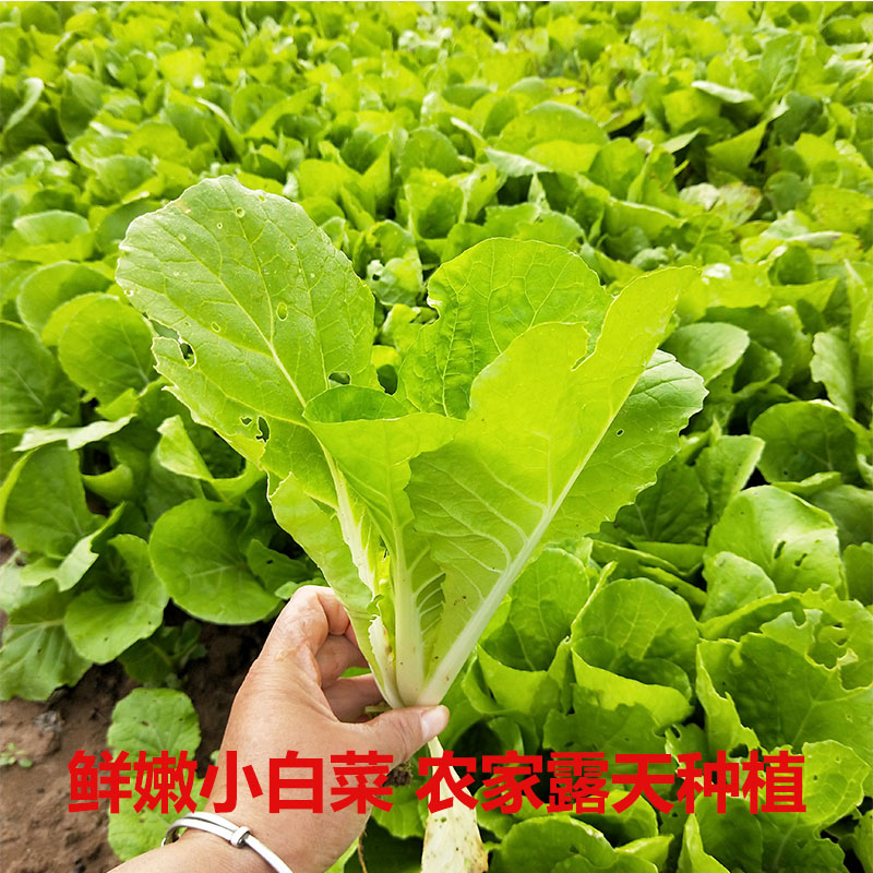 新鲜蔬菜小白菜农家露天种植无农药白菜苗现摘嫩绿火锅小青菜叶菜