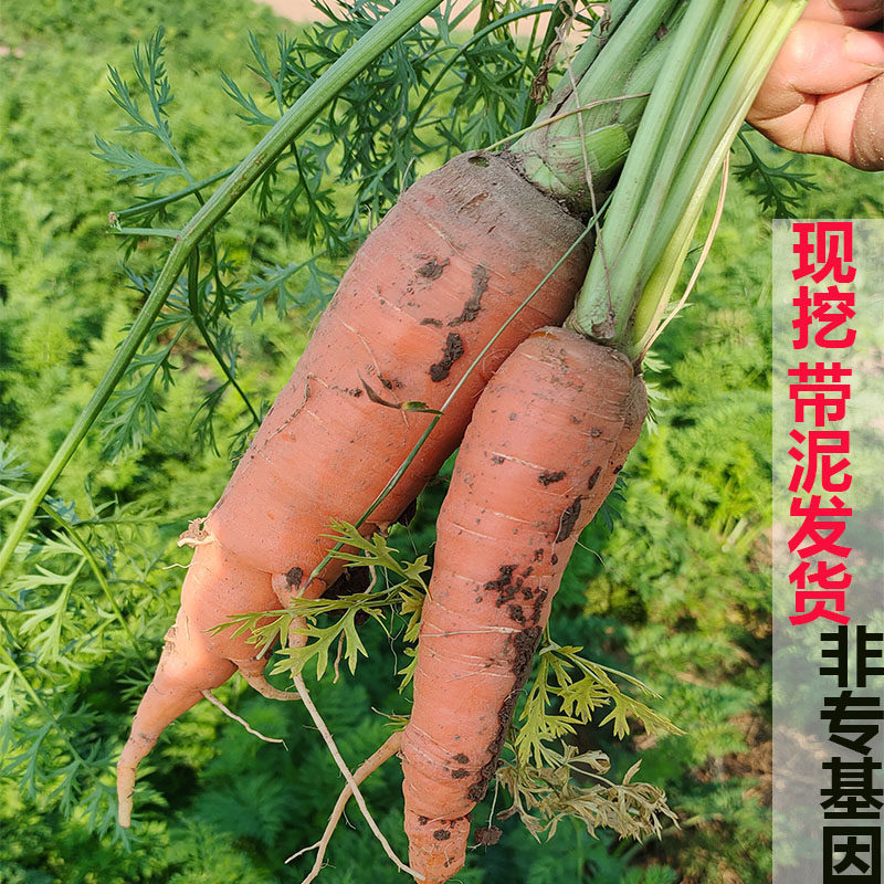 新鲜胡萝卜现挖时令蔬菜农家肥露天种植非转基因应季老品种胡萝卜,水产肉类/新鲜蔬果/熟食,萝卜/胡萝卜,淘宝优惠券,粉丝福利购,淘宝优惠卷