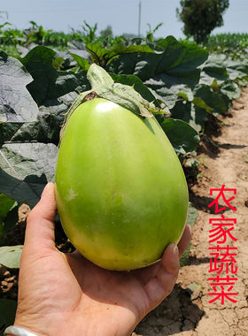 农家蔬菜新鲜绿茄子现摘青茄子