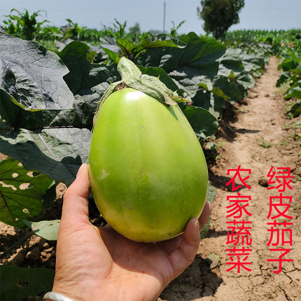 绿茄子新鲜现摘现发农家露天蔬菜老品种青皮茄子当季绿色圆茄子