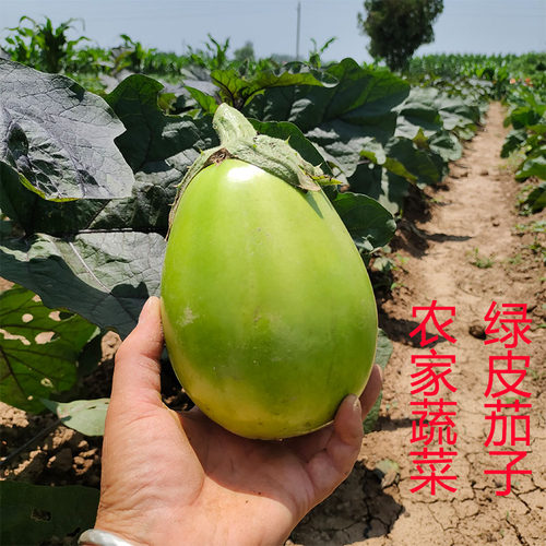 农家蔬菜新鲜绿茄子现摘青茄子
