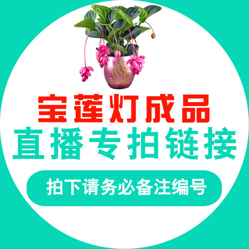 大顺花卉宝莲灯高端观赏花卉深粉浅粉宝石红直播专用链接一物一拍