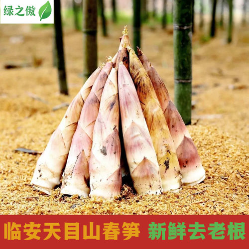 绿之傲临安天目山雷笋现挖鲜嫩