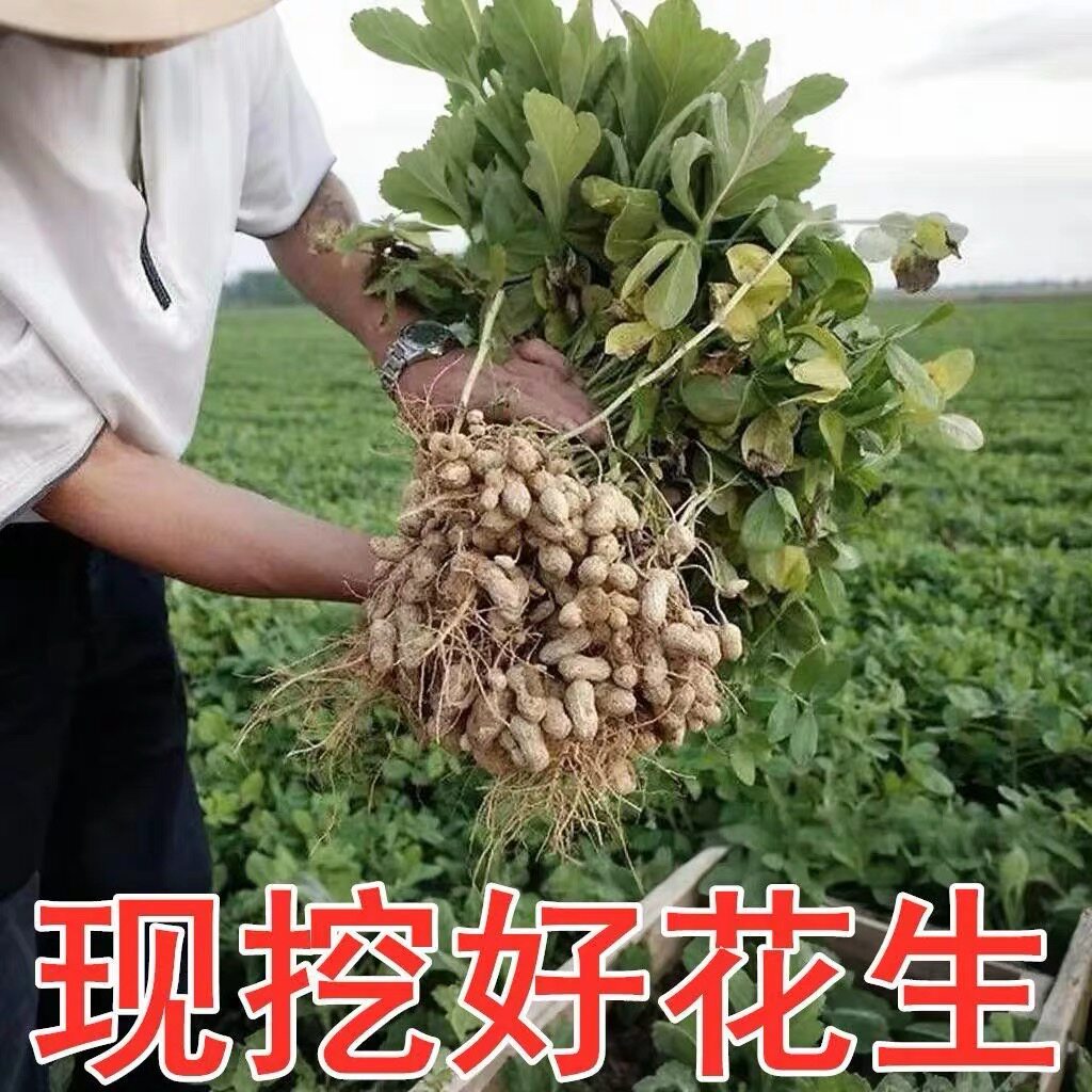 新鲜湿花生嫩花生带壳生花生粉皮鲜花生农家自种地豆花生现挖现发