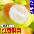 水果超甜皮薄雪梨整箱 红香酥梨10斤新疆香梨新鲜应季 包邮 现摘