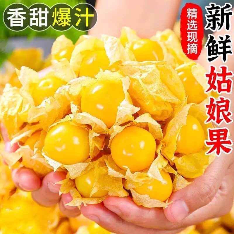 现摘东北姑娘果新鲜薄皮菇娘果黄灯笼果东北灯笼果云南姑娘果鲜果