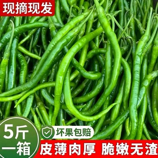 新鲜薄皮线椒蔬菜批发尖椒辣椒青椒二荆条批发新鲜青线椒新鲜直达