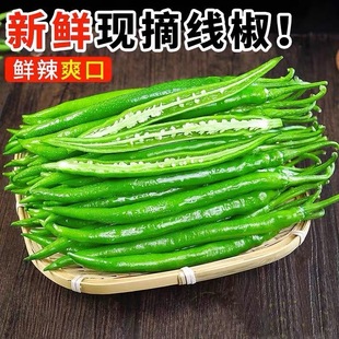 二荆条辣椒新鲜线椒1斤3斤包邮中特辣食用5斤重庆农家菜薄皮青椒