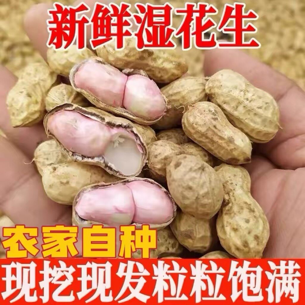 2026新鲜湿花生现挖带泥壳农家