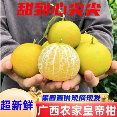 正宗广西现摘皇帝柑橘子