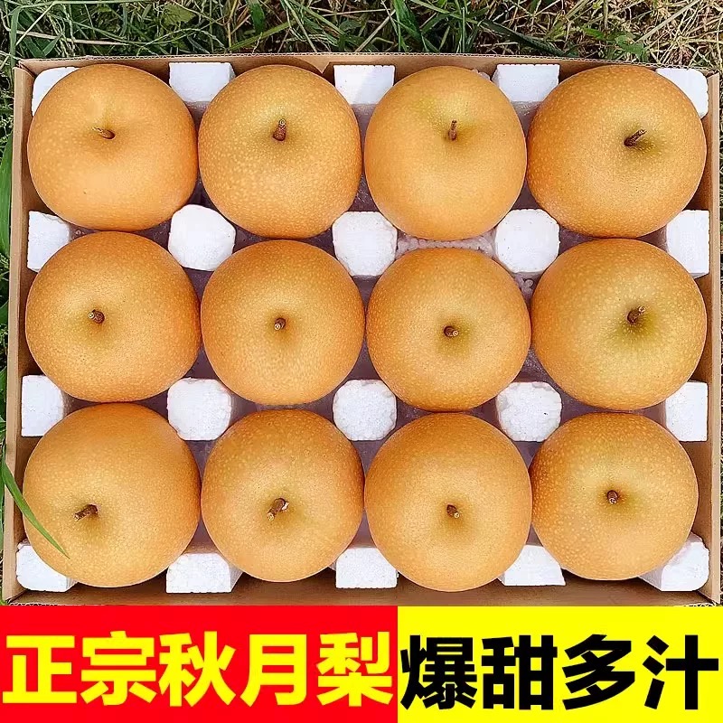 正宗秋月梨当季羊脂梨子