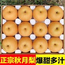 当季 包邮 正宗秋月梨10斤 羊脂梨子现摘新鲜整箱送礼 脆甜多汁
