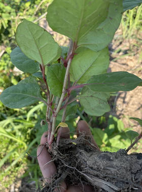 现挖虎杖苗新鲜虎杖根花斑竹苗 酸筒杆苗 虎杖根苗 黄地榆苗
