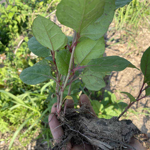 现挖虎杖苗新鲜虎杖根花斑竹苗 酸筒杆苗 虎杖根苗 黄地榆苗