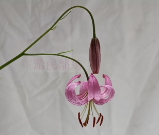 原生垂花百合满3件包邮