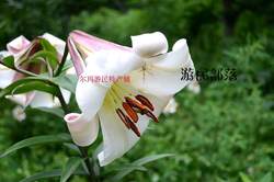 原生宜昌百合满3球包邮