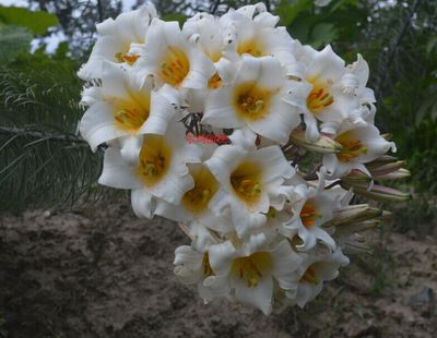 原生岷江百合花 满3球包邮