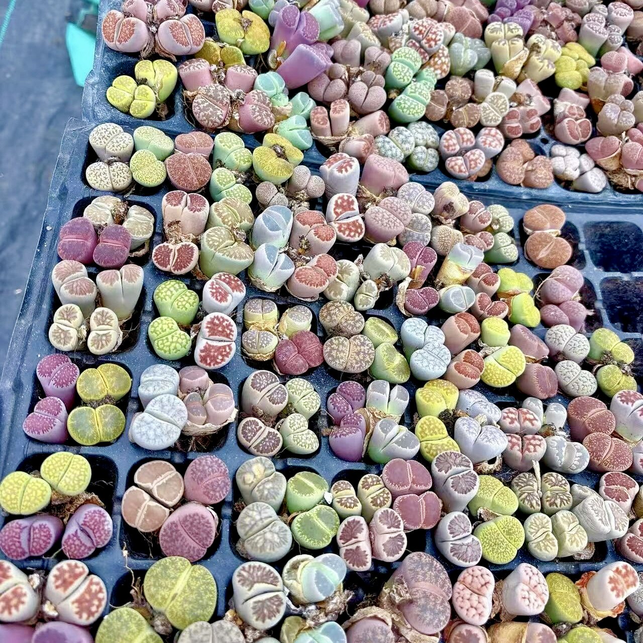 生石花双头大母本多肉植物彩色混合 5年以上 双头整体3.5-5cm尺寸