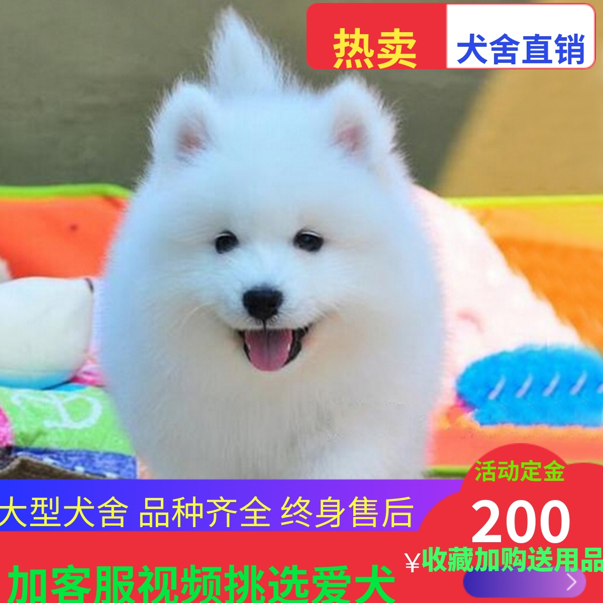 白色大型哈士奇阿拉斯加萨摩耶犬