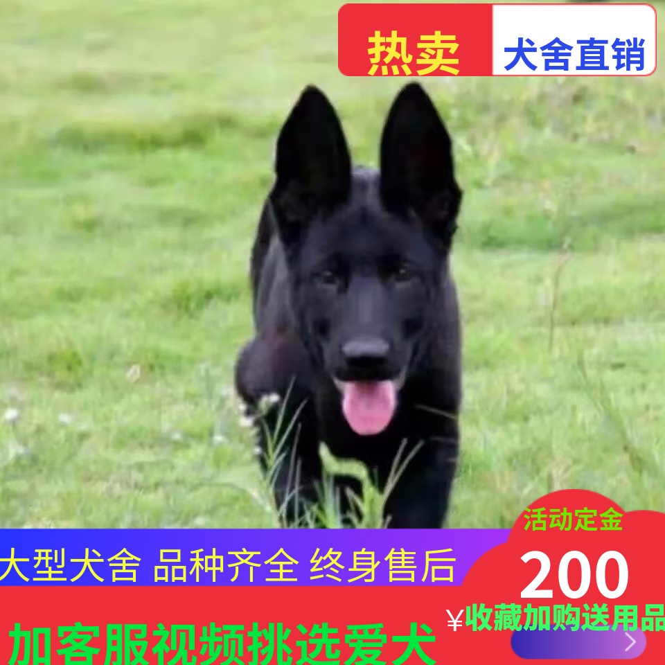 纯种黑狼犬幼犬活体血统墨界黑狼大型中华黑狼看家护院纯黑色狼狗