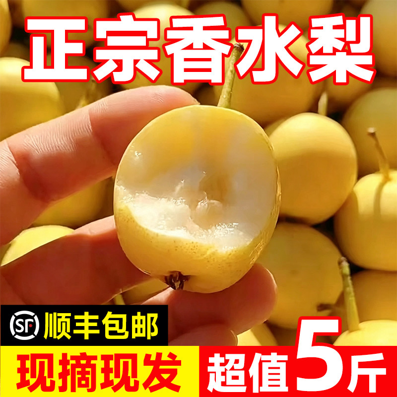 东北香水梨应季当季孕妇新鲜水果梨