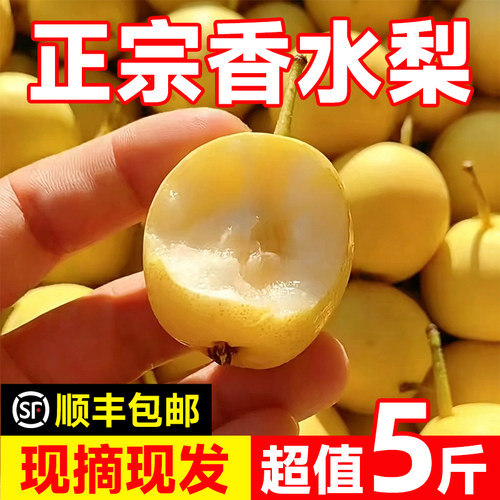 东北香水梨应季当季孕妇新鲜水果软糯东北特产水果非南果梨5斤整