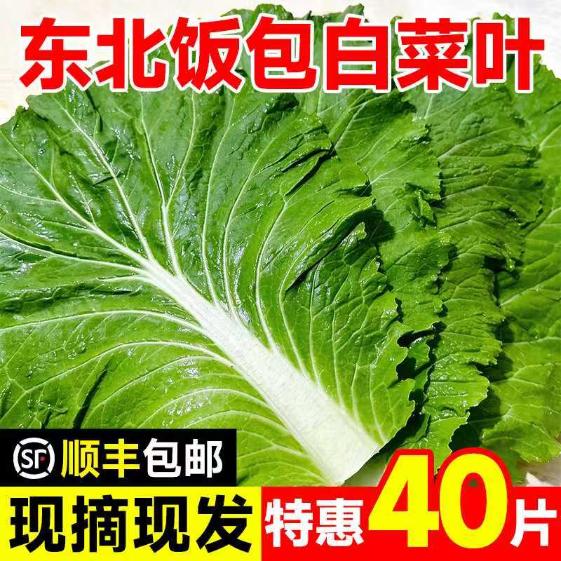 正宗东北白菜叶东北饭包菜叶现摘现发新鲜饭包叶应季蔬菜孕婴可食