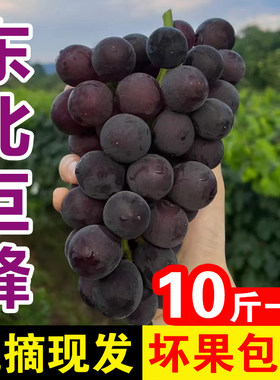 东北巨峰葡萄新鲜应季孕妇水果