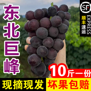 东北巨峰葡萄新鲜无籽黑提辽峰孕应季妇水果整箱10斤送礼顺丰包邮