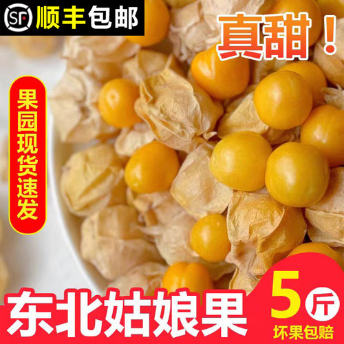 东北菇娘果新鲜现摘现发