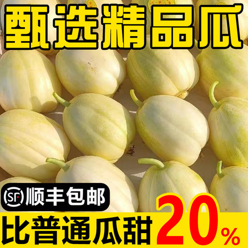 香瓜东北白糖罐脆甜当季现摘小甜瓜孕妇水果新鲜应季5斤10斤整箱