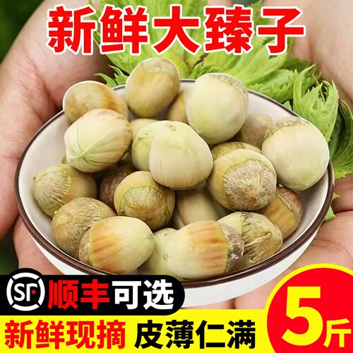 水仁大榛子青皮榛子特价产地直发