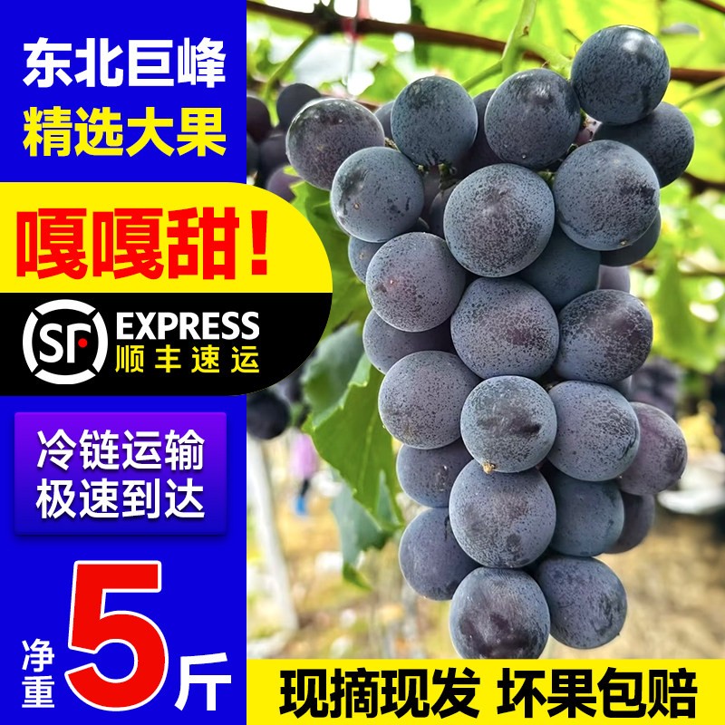东北巨峰葡萄新鲜现摘黑提葡萄应季孕妇水果整串发货送礼顺丰包邮