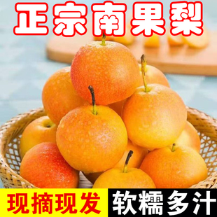 正宗东北南国梨鞍山南果梨当季孕妇水果整箱包邮新鲜香水梨子
