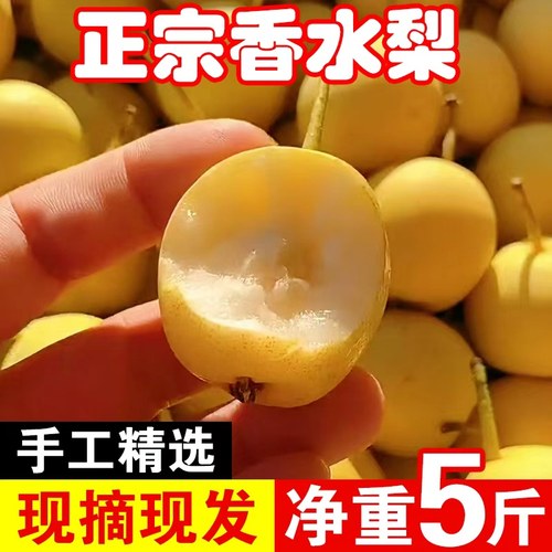 东北香水梨应季当季孕妇新鲜水果软糯东北特产水果非南果梨5斤整