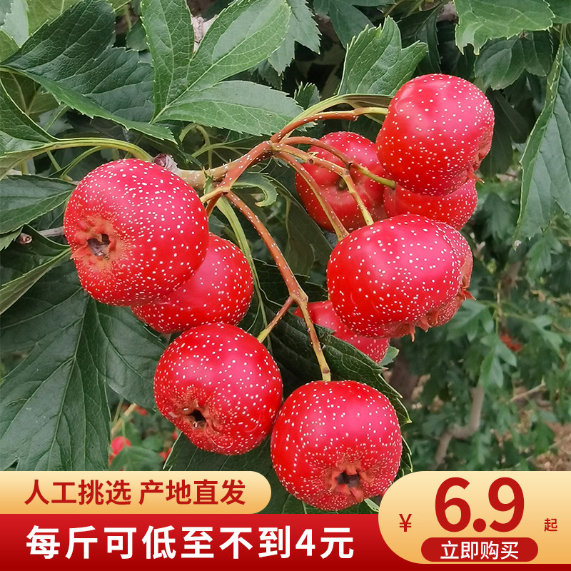 泰安新泰市刘杜镇新鲜甜红子山楂中果中小果酸甜糖葫芦南流泉山楂