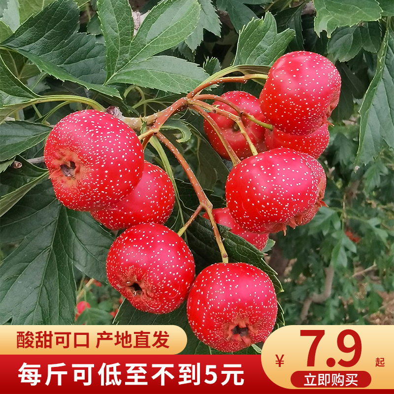 新鲜甜红子酸甜中果山楂