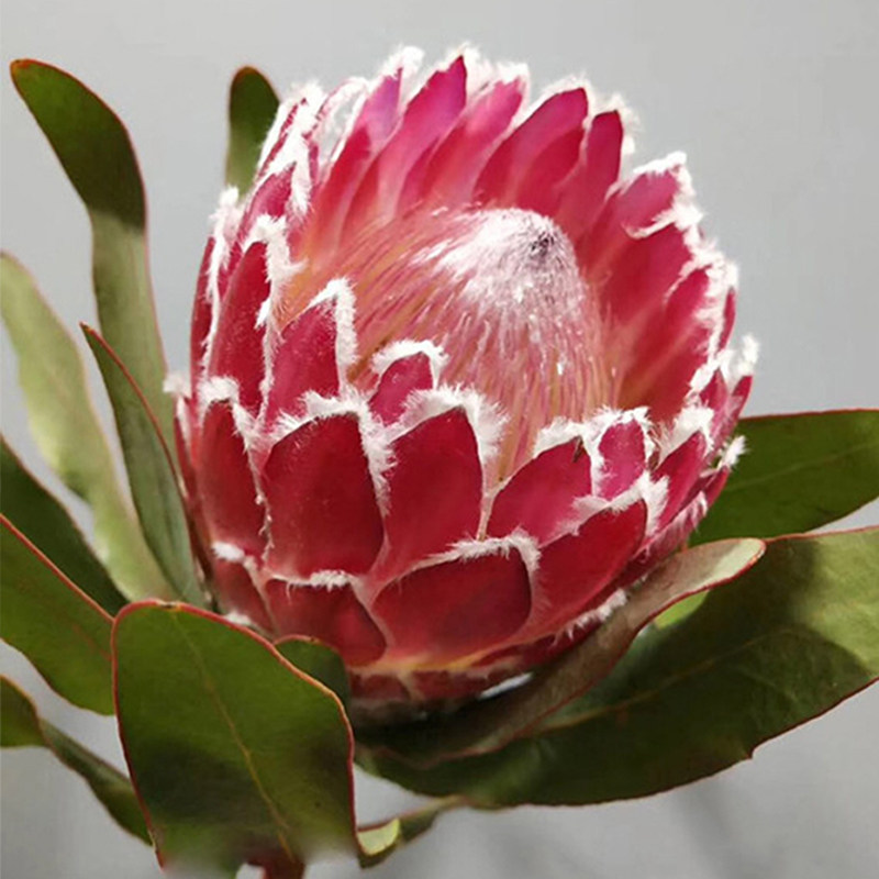 高端鲜花速递进口帝王花公主花母亲节大花蕙兰生日家用水养鲜切花