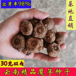 魔芋种子云南高产魔芋种籽一代二代脱水消毒花魔芋种球送资料包邮