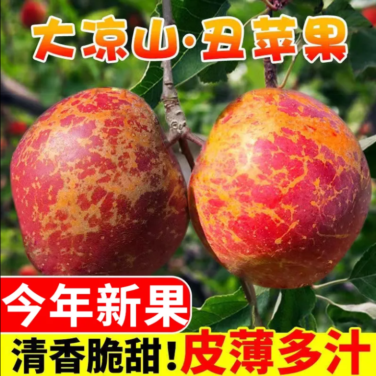 【现摘现发】5斤正宗大凉山丑苹果盐源苹果当季新鲜水果富士苹果