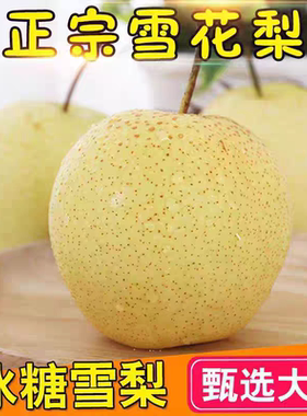 雪梨冰糖雪梨应季苹果梨青梨皮薄多汁青梨子水果新鲜无渣翠冠梨
