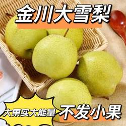 金花梨金川雪梨应季苹果梨青梨皮薄多汁青梨子水果新鲜无渣翠冠梨